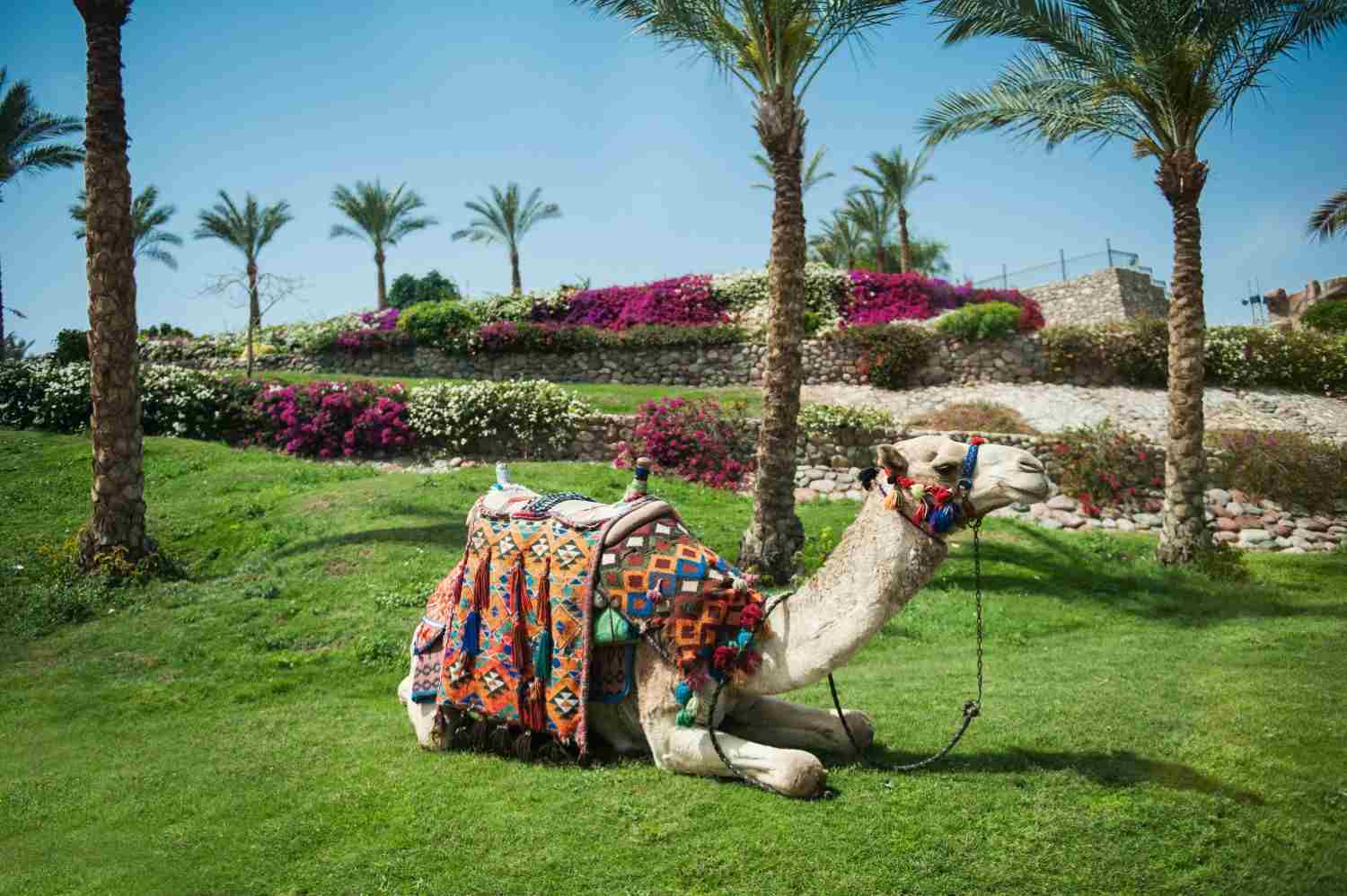 Al Ain – Green Spaces and Heritage