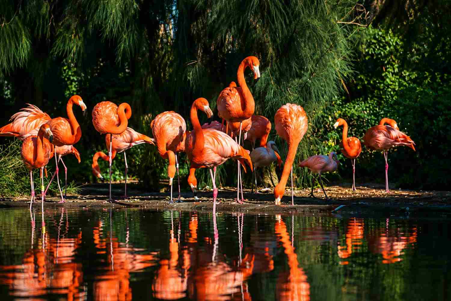 Flamingos standing beside a peaceful pond