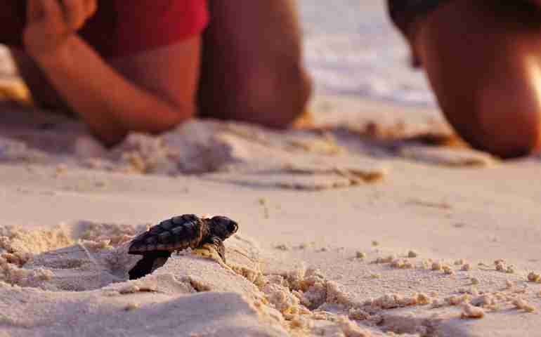 Sea Turtle Hatching
