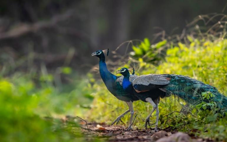 Peacocks at Ranthambore