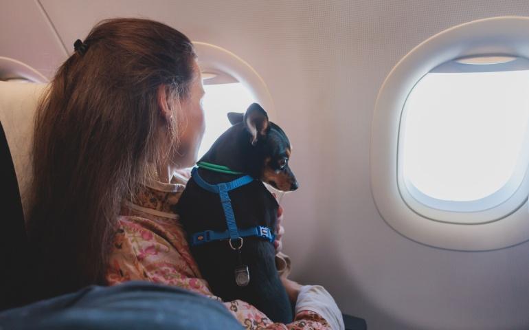 A woman travelling with a pet dog on an aircraft