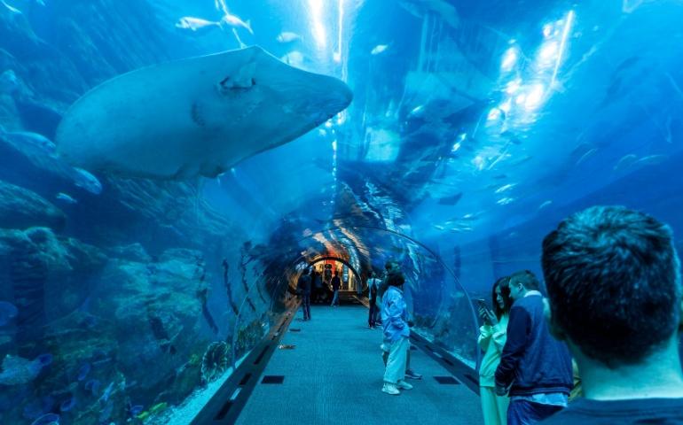 People admire the famous Aquarium inside the famous Dubai Mall
Image Credit: starmaro/ Shutterstock