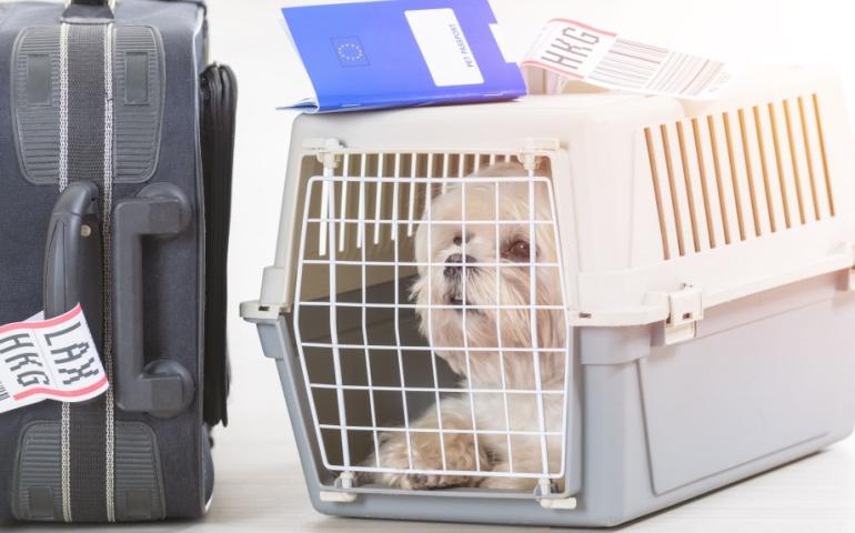Pet in a cage for flight travel. 