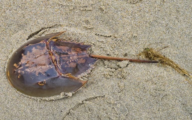 Horseshoe crab