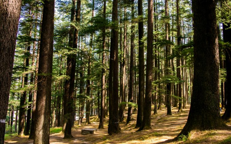 Tall Green Trees in Forest
