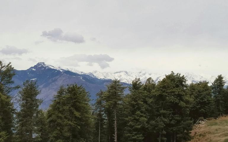 Landscape of trees in the mountains of Manali