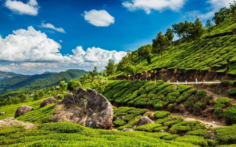 Your Guide To Munnar Tea Plantations Trails Views And More Your Guide To Munnar Tea Plantations Trails Views And More