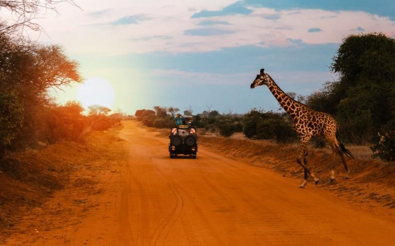 A giraffe crossing the road during a Safari in Kenya