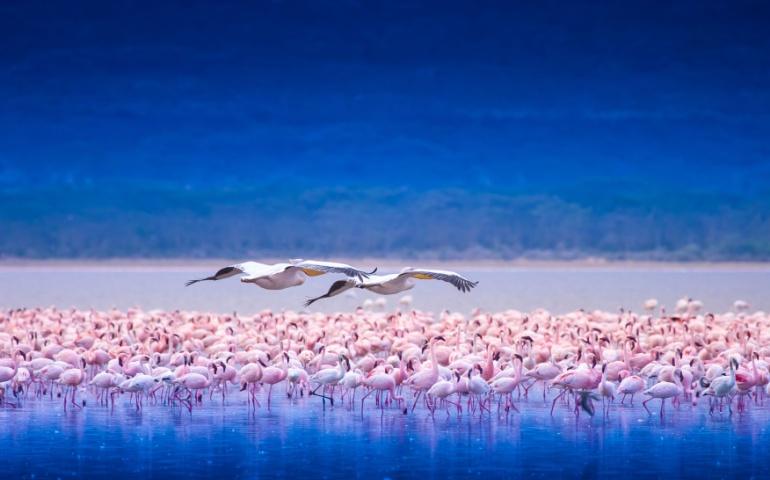 Flock of flamingos at Lake Nakuru