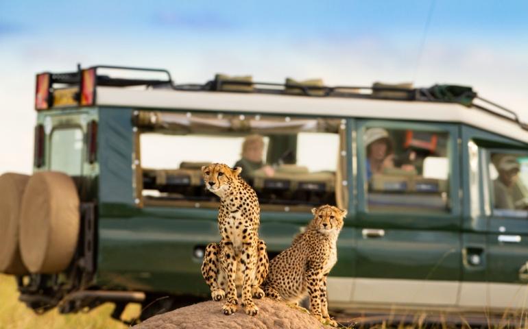 Cheetah at Masai Mara 
