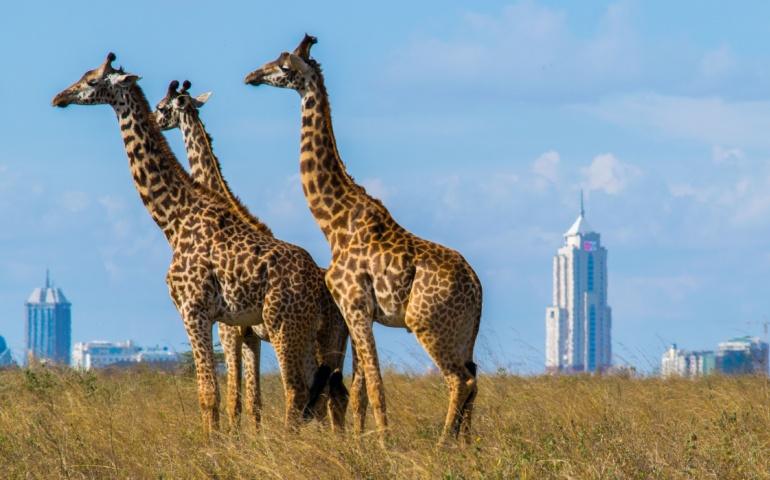 Nairobi national park, Kenya