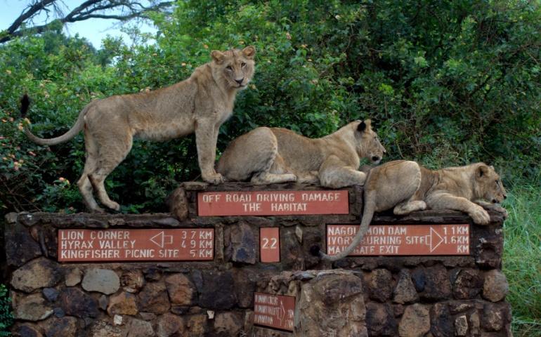 Three Female Lions at Nairobi National Park