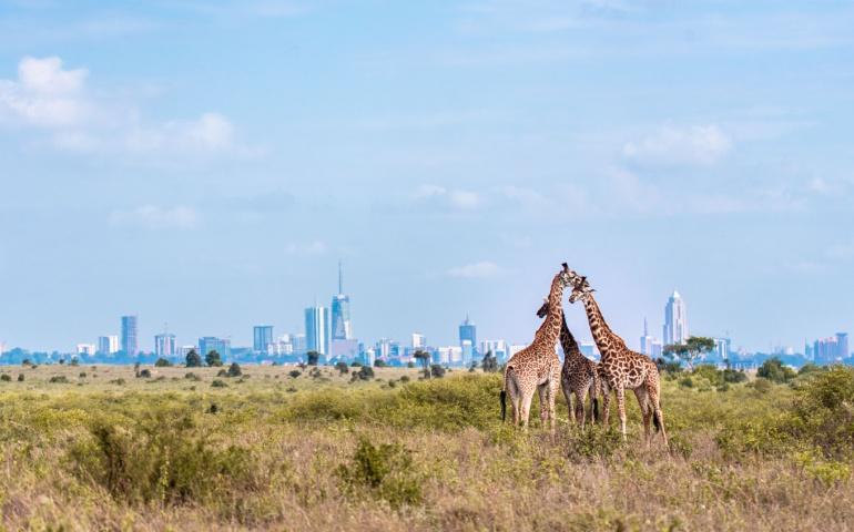 Family of Giraffes in the Park - Nairobi