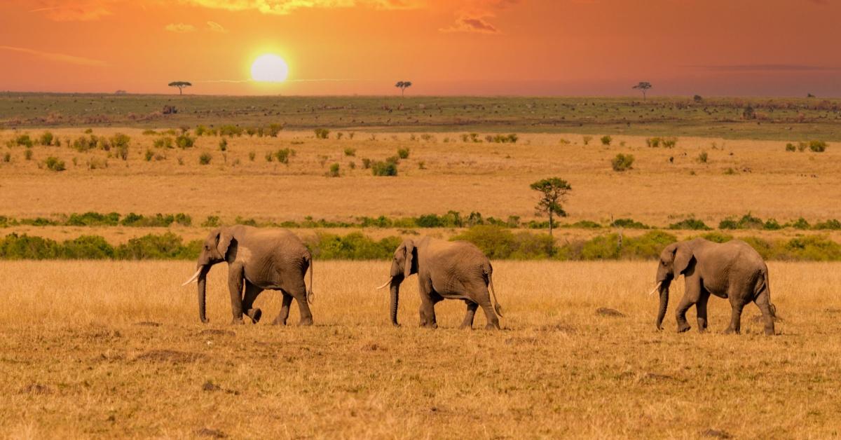 Non Editorial: Vaclav Sebek/Shutterstock