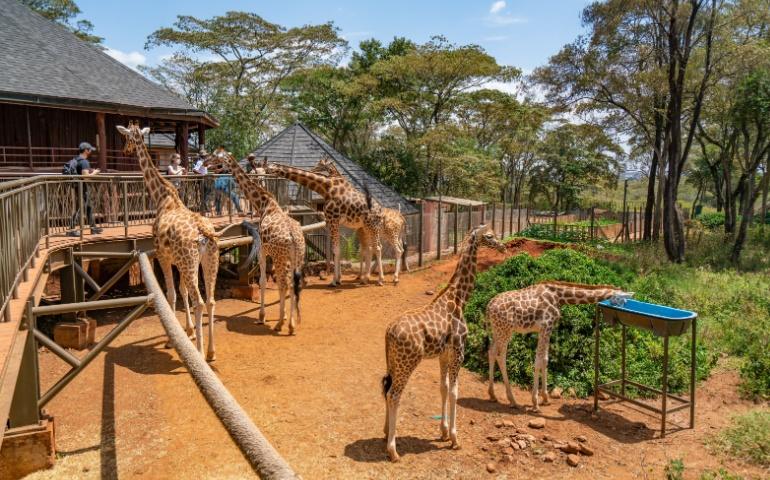 A small herd of Rotschild's giraffes