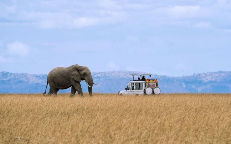 An elephant walking at Masai Mara National Reserve Kenya