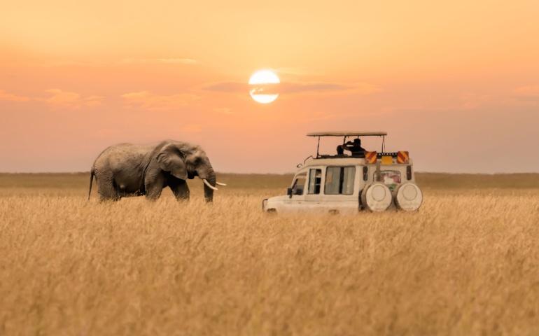 African elephant walking in Masai Mara National Reserve 