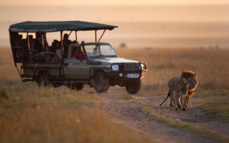 Tourist watching Lion pair moving in the grassland of Masai Mara National Reserve
