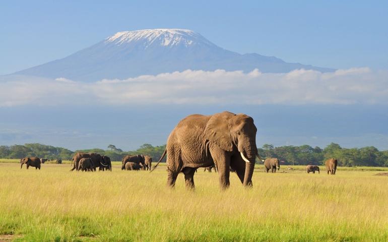 Elephant Standing at Amboseli National Park
