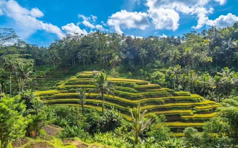 Tegallalang Rice Terrace in Bali