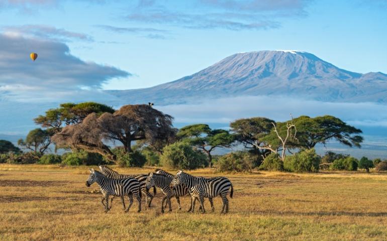 A herd of Zebras walks  at Amboseli National Park, Kenya