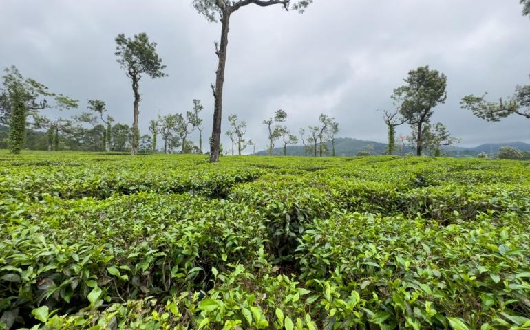 Tea Plantation at View Point, Munnar