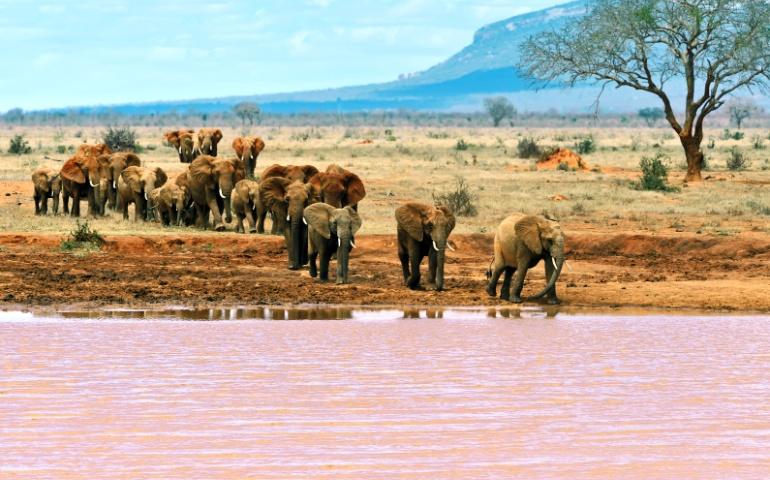 Elephants at Tsavo East National Park in Kenya