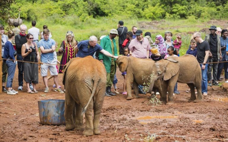 Tourists stroking baby elephants in the elephant orphanage in Nairobi