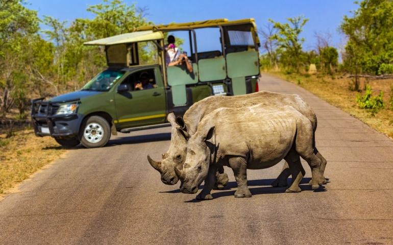 Safari in Kruger National Park, South Africa