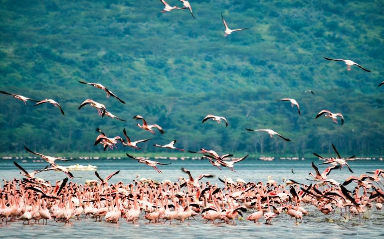 Flock of Flamingos at Nakuru, Kenya
