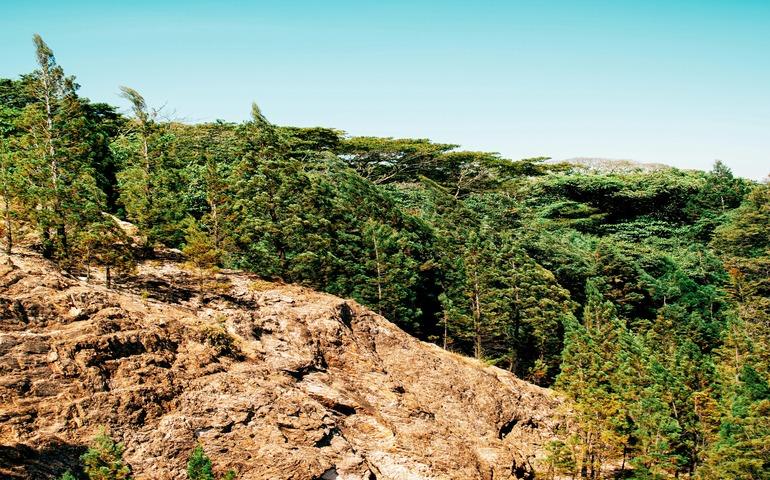 Side of a cliff at Kakamega Forest