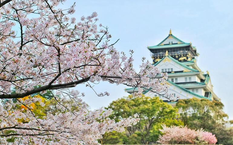 Sakura flowers blooming in Japan