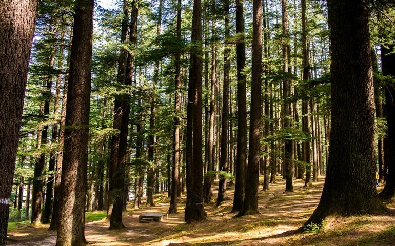 Tall Green Trees in Forest