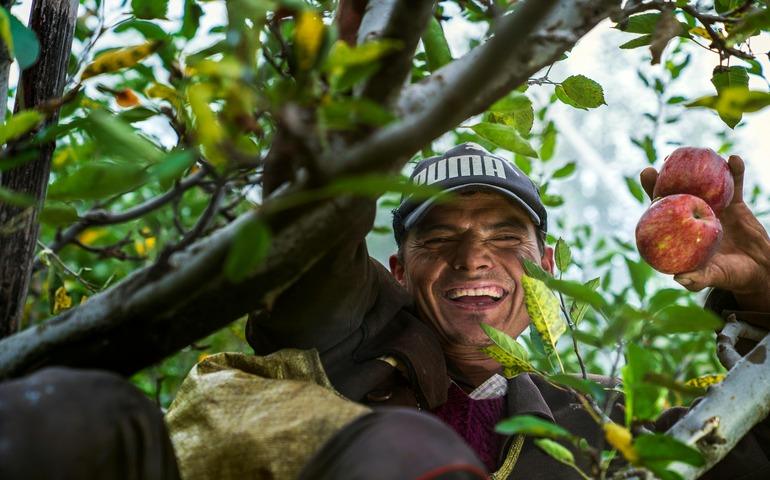 Man On A Tree Holding Apples in Manali, Himachal Pradesh