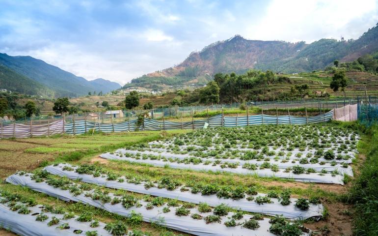 A strawberry farm in Vattavada village
