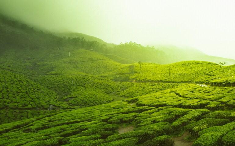 The mesmerizing tea plantations in Munnar