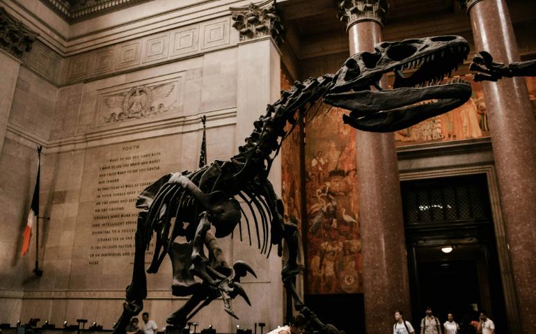 Skeleton of a Dinosaur at the American Museum of Natural History