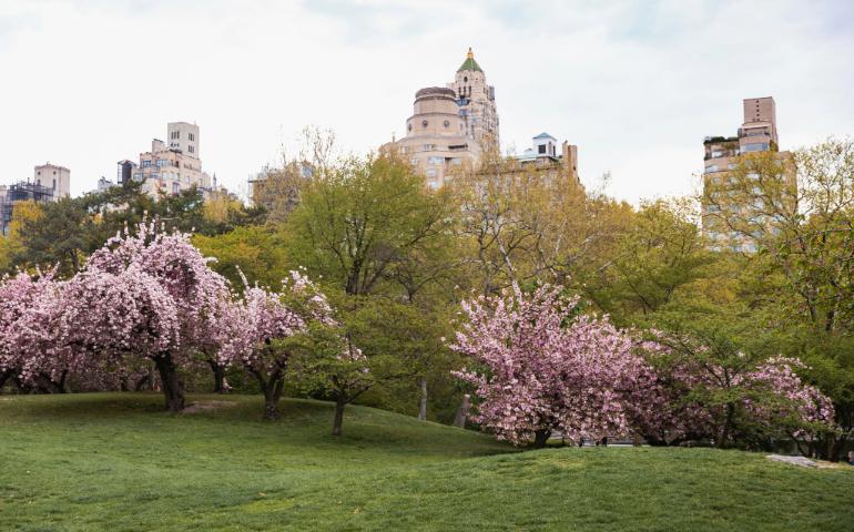The Trees are Blooming in Central Park