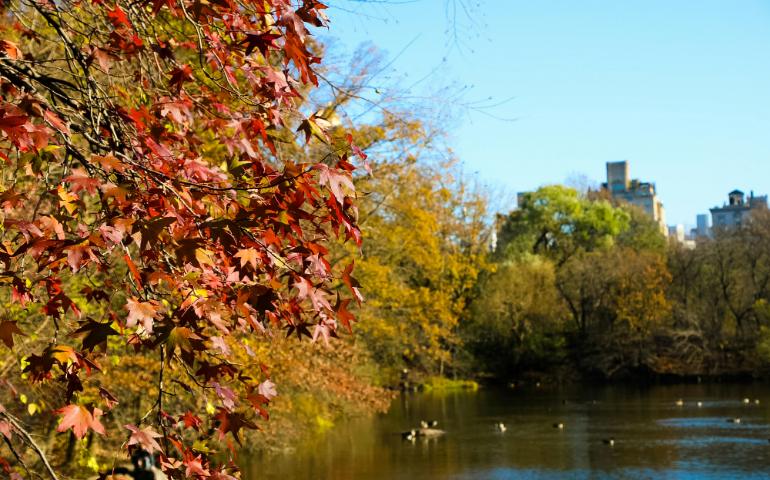 Fall in New York