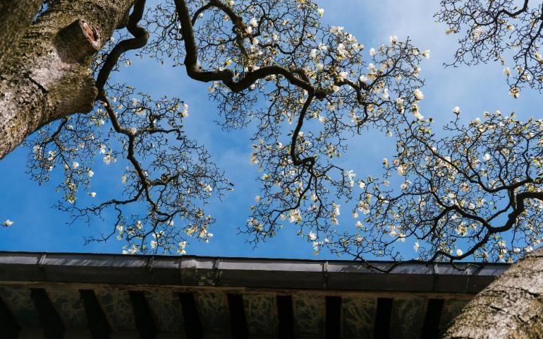 Brooklyn Botanic Garden