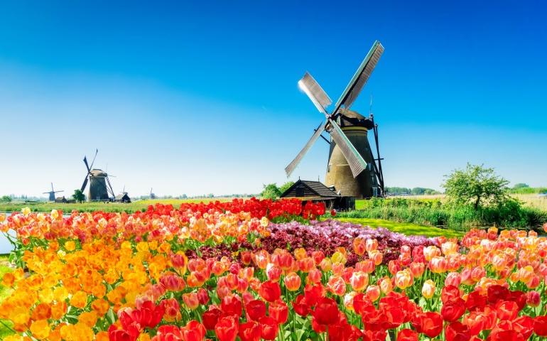 Traditional Dutch windmill and blooming tulips in Kinderdijk, Netherlands