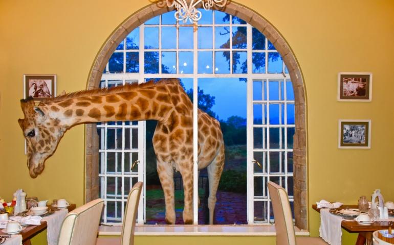 Giraffes seen roaming the grounds of the Giraffe Manor hotel