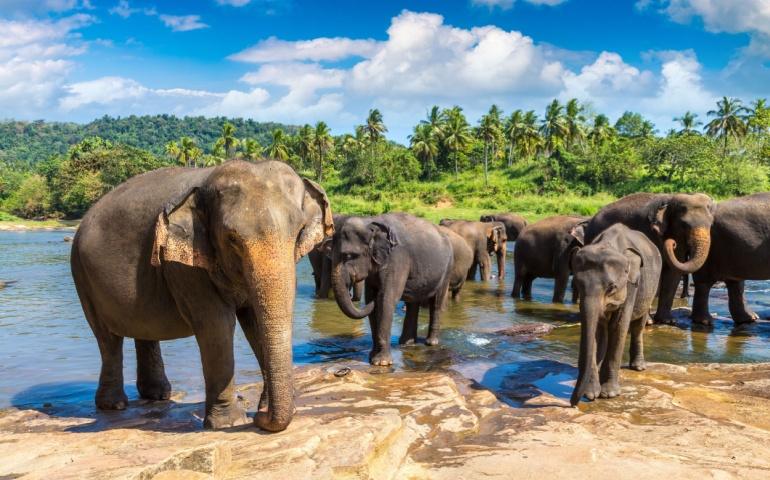 Herd of elephants at the Elephant Orphanage in Sri Lanka