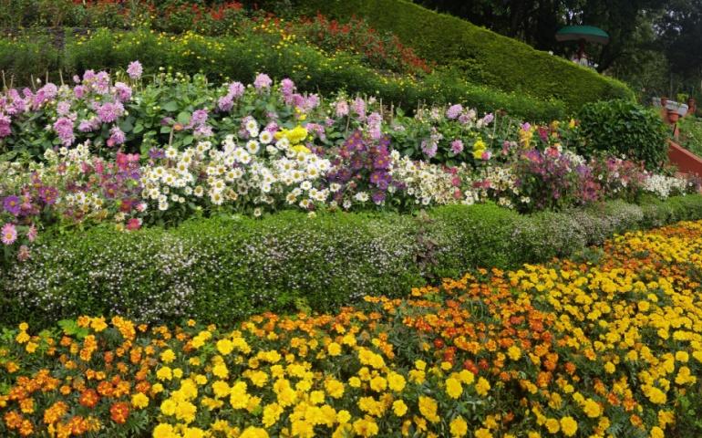 Flower garden in Ooty