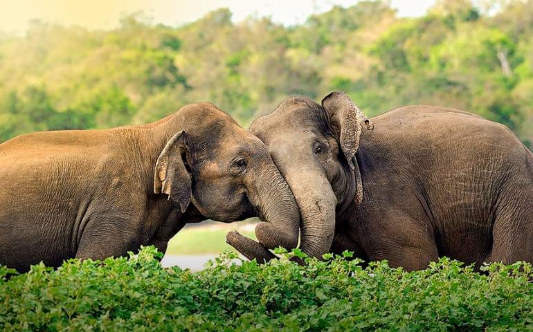 Elephants Couple in Yala National Park