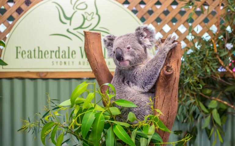 Koala in Featherdale Wildlife Park, Doonside, Australia