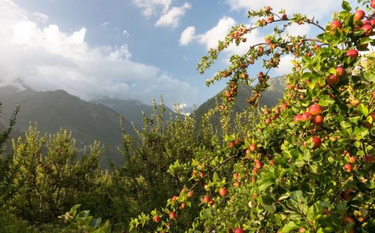 Apple orchards at Parvati Valley
