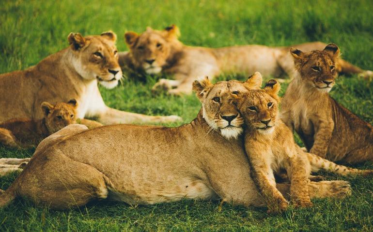 Little lion family