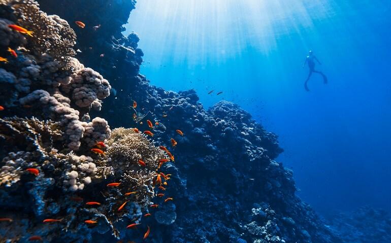Underwater corals