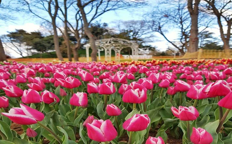 Pink Tulips during Daytime in Turkey